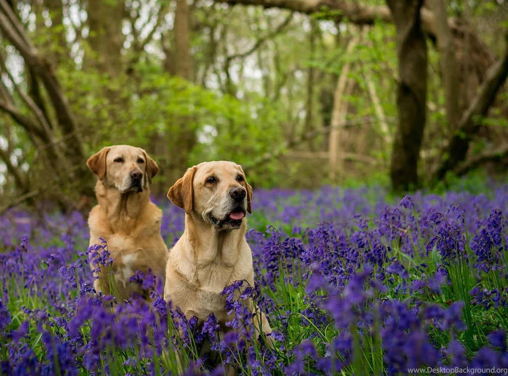 Dog Backgrounds, Best Friend, Lovely Dog Images, Dog Eye ...