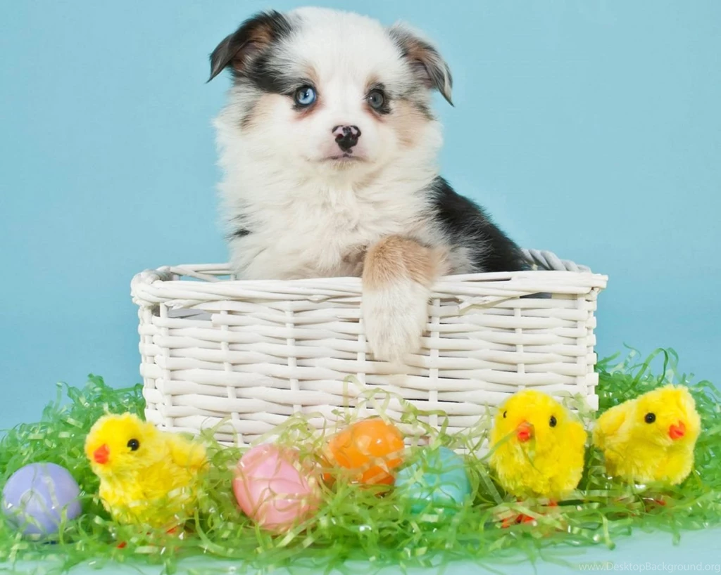 Dog Backgrounds, Best Friend, Lovely Dog Images, Dog Eye ...