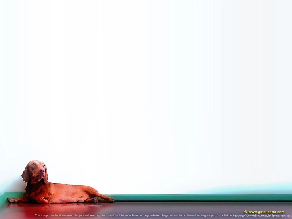 Dog Wallpapers