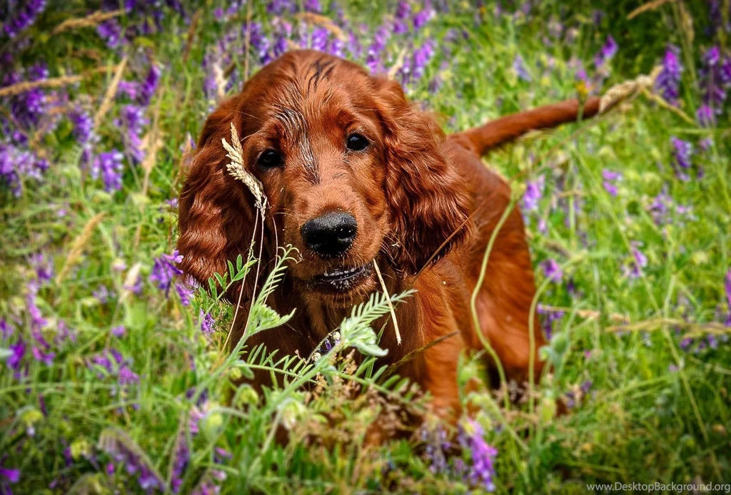 Dog Backgrounds, Lovely Dog Images, Wallpapers Of Dog, Download ...