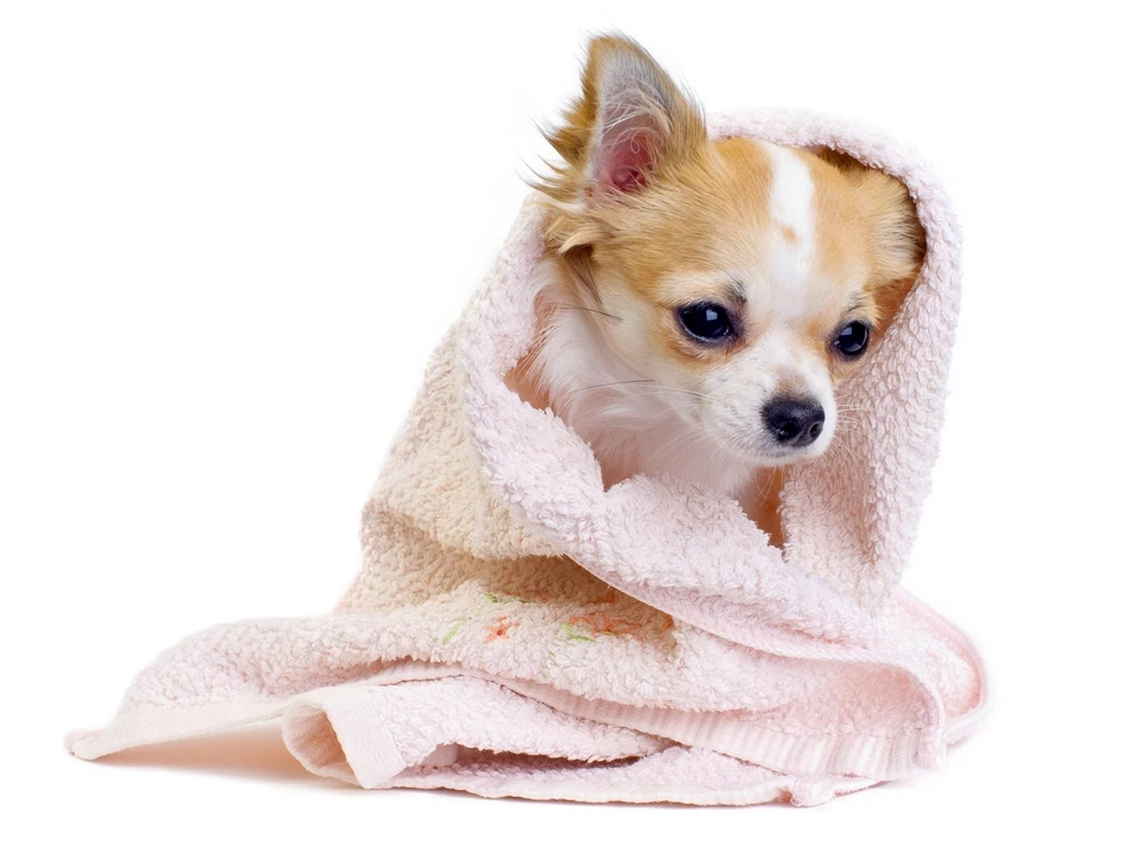 Beauty Cute Dog Wallpapers On This Dogs Wallpaper Backgrounds ...