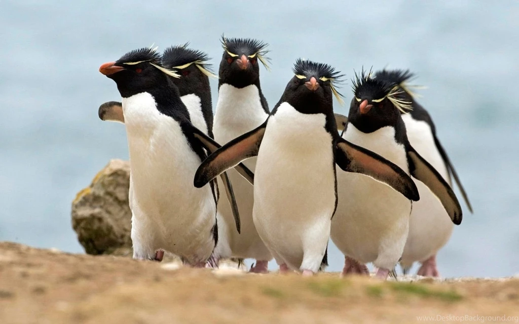 182 Penguin HD Wallpapers