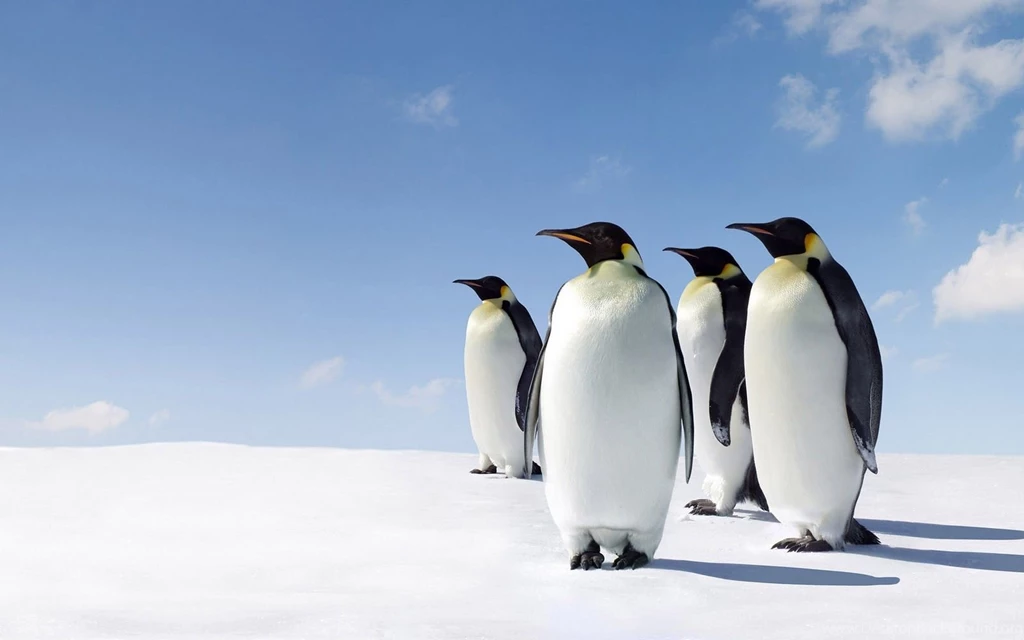 Animal pictures penguin wallpapers hd photos penguin wallpaper 1.jpg