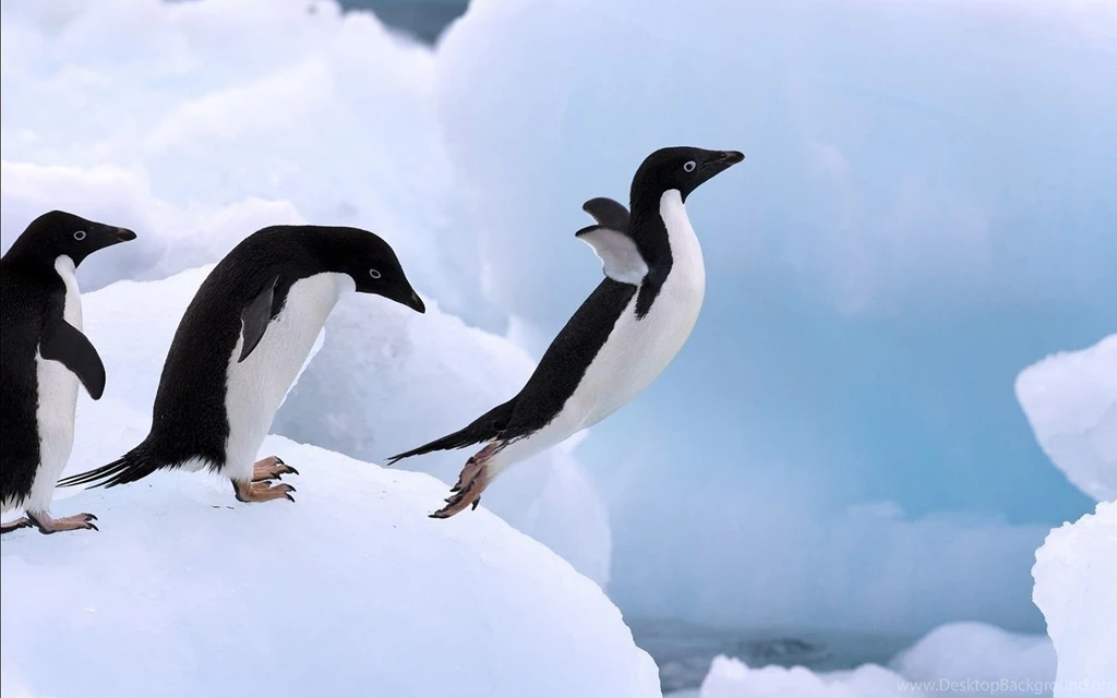 High Definition Penguin Wallpapers For Free Download