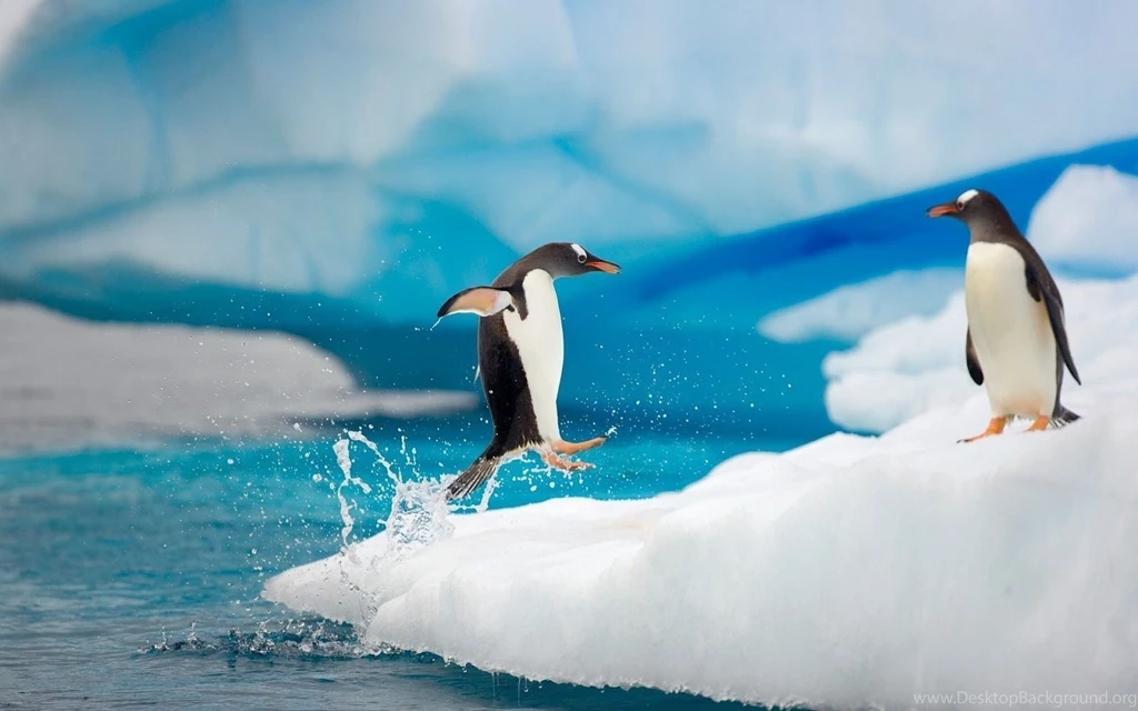 HD Penguins Wallpapers And Photos