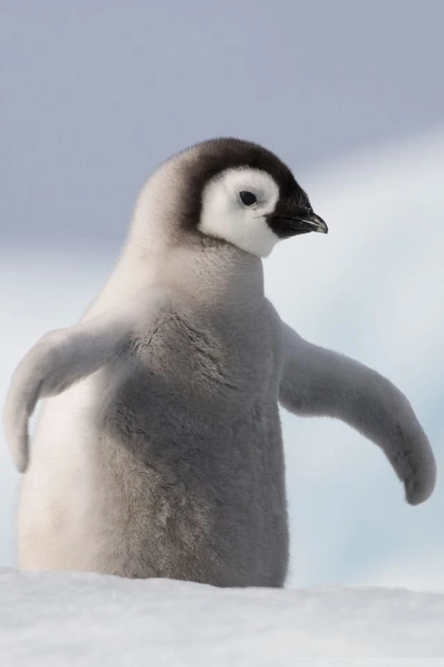 Baby Penguin, Antarctica HD Desktop Wallpapers : High Definition ...