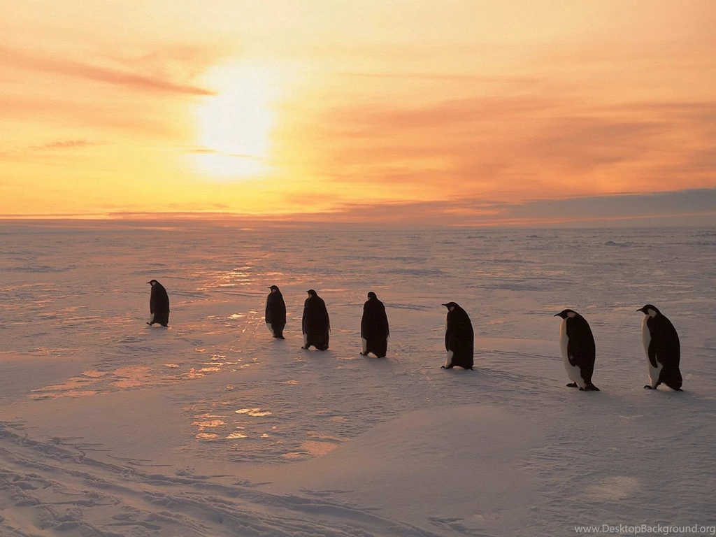 Penguin HD Wallpapers