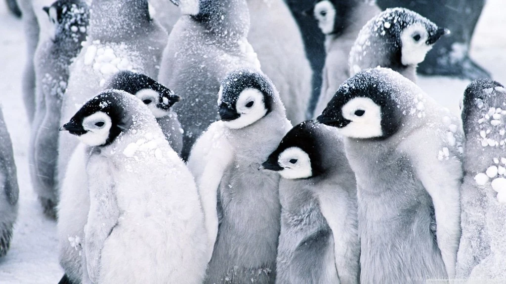 Penguin Wallpapers Awesome 777 Best