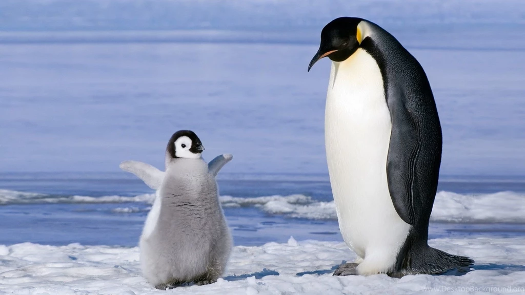 Nature Penguin Baby Ice Animal Hd Wallpapers Wallpapers