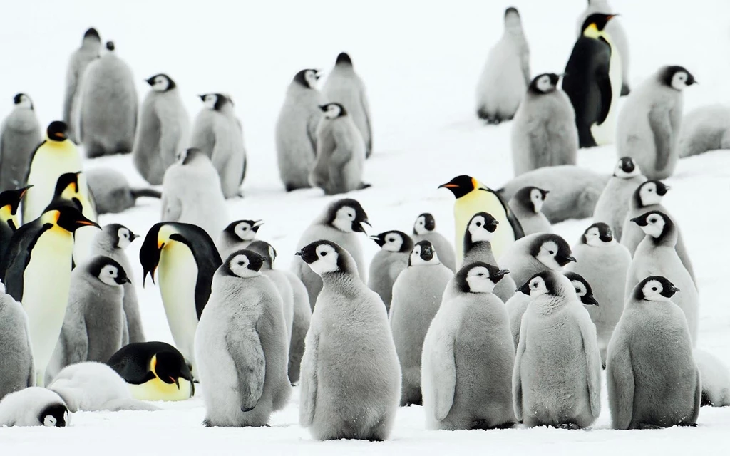 HD Penguins Wallpapers And Photos