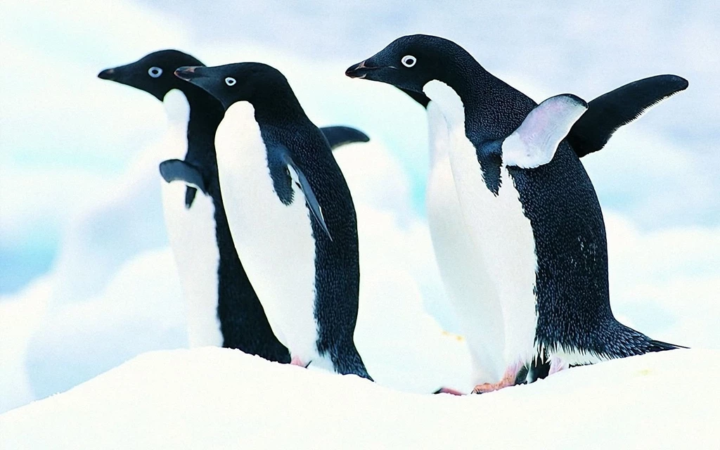 Penguin Wallpapers 1920x1200 Wallpapers,Penguin 1920x1200 ...
