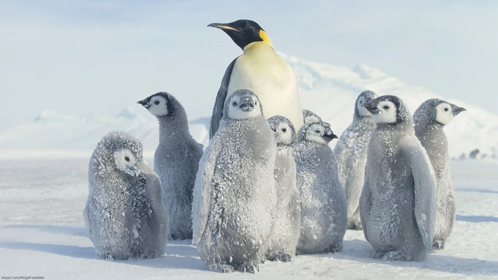 69 Penguin HD Wallpapers