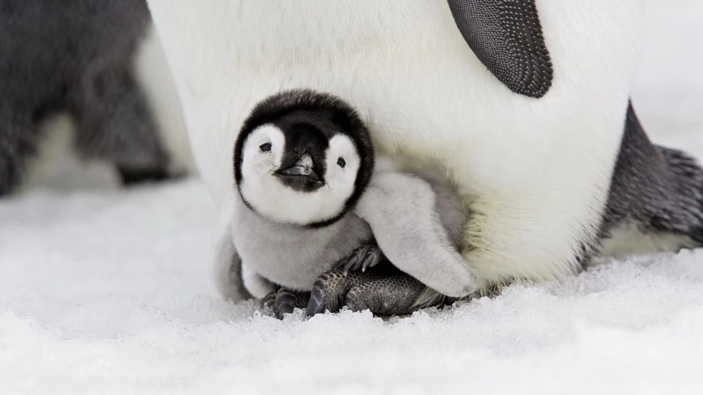 Baby penguin wallpaper.jpg