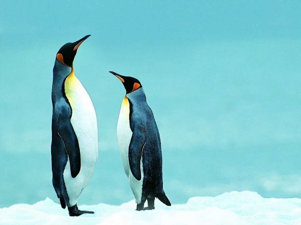 Cute Penguin Wallpapers Wallpapers Free Cute Penguin Wallpapers ...