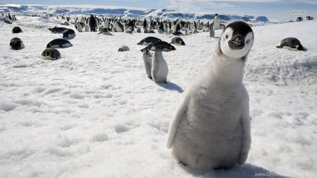 Penguin Chick Wallpapers Animal Wallpapers