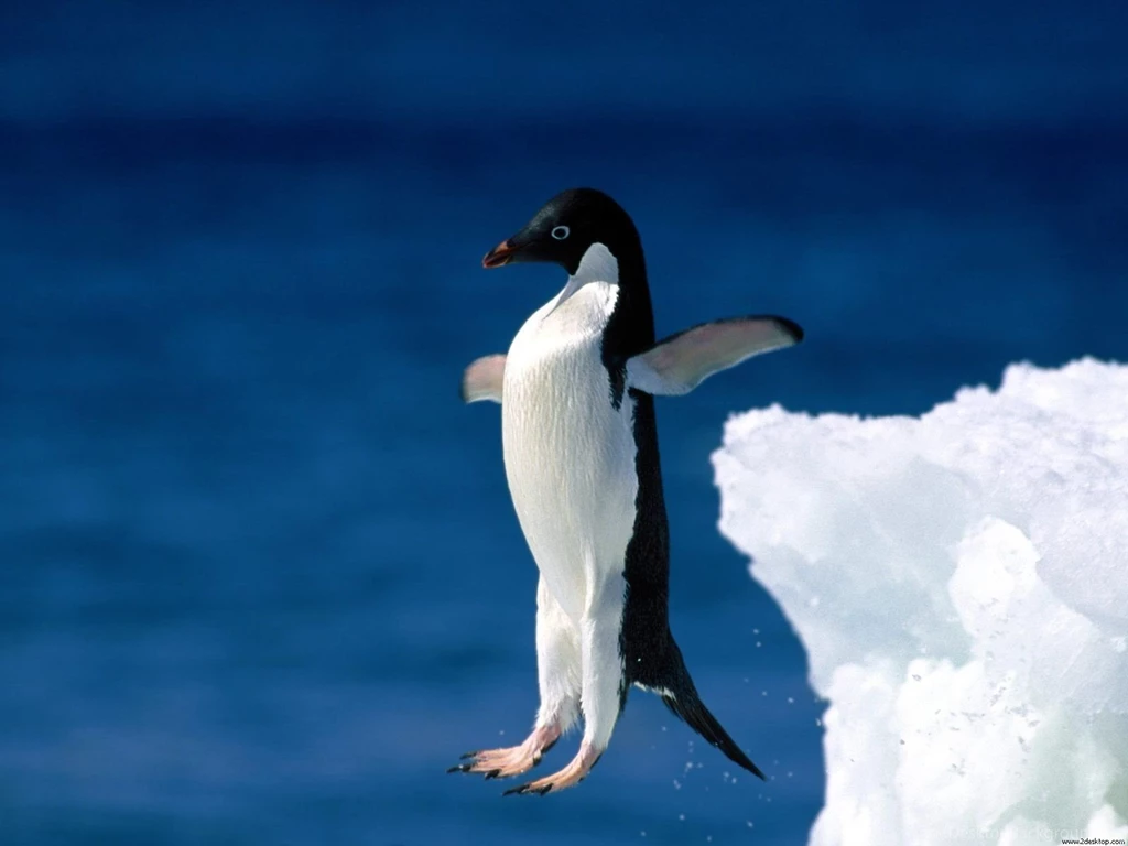 High Definition Penguin Wallpapers For Free Download