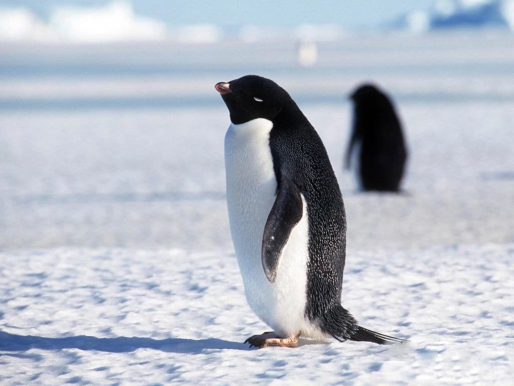 Penguin Wallpapers Animals Town