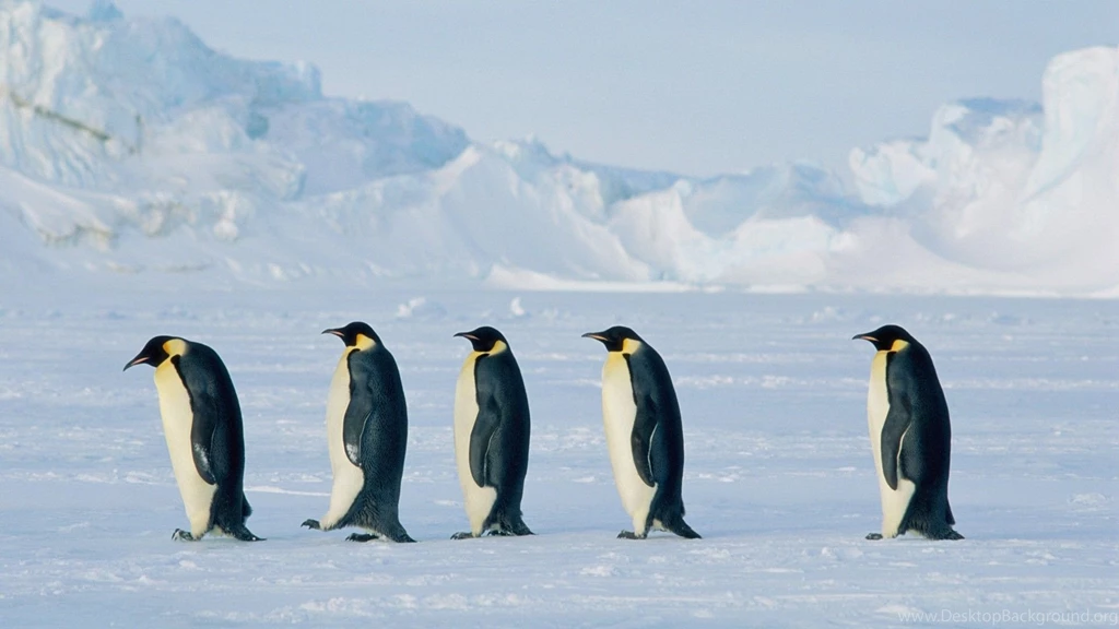 Penguin HD Photos