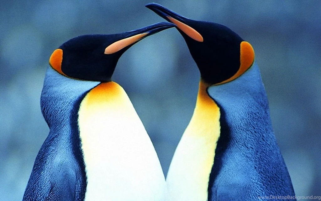 Category: Animal ›› Page 7