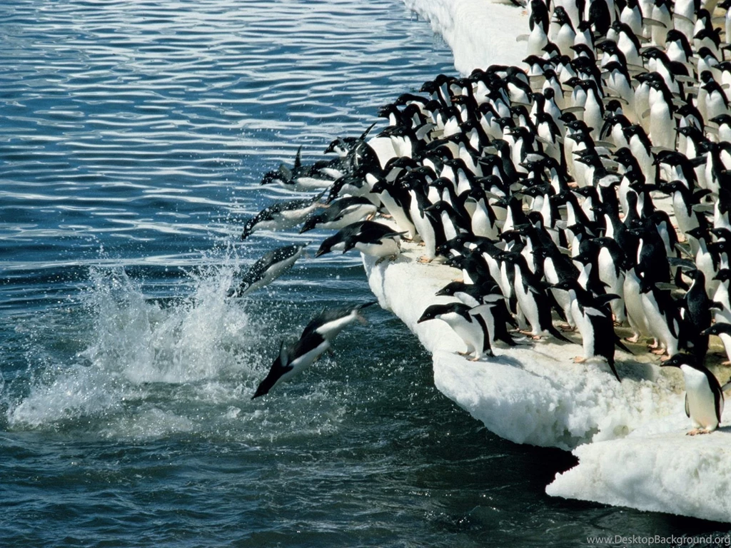 Penguin Wallpapers Hd Wallpapers ›› Page 0