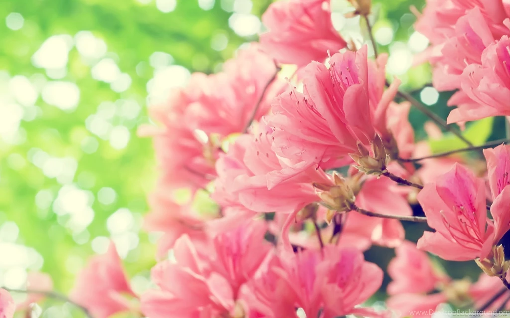 Spring Flowers Wallpapers