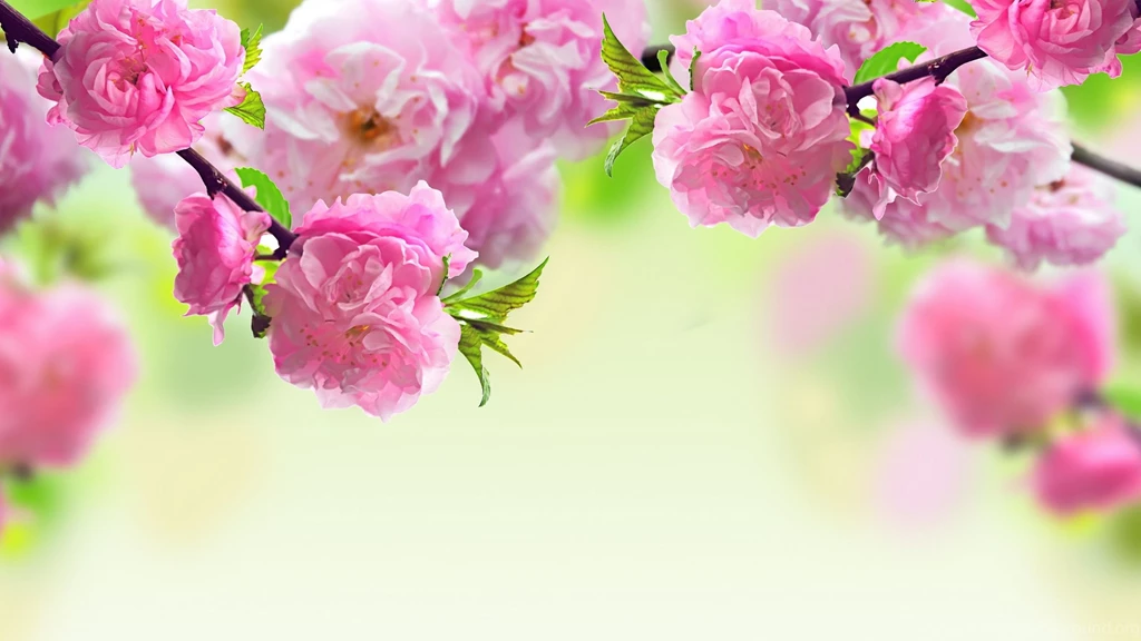 Spring Flowers Wallpapers
