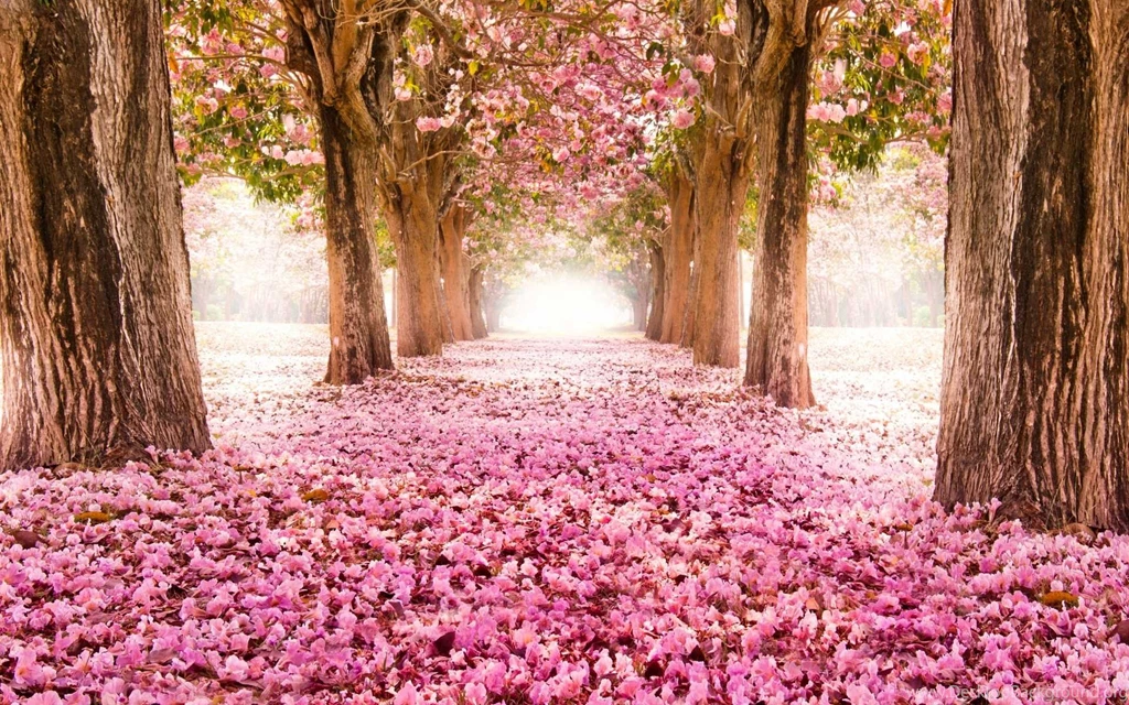 Spring Flowers Wallpapers Hd Of Cool And Beautiful Flowers Desktop Background