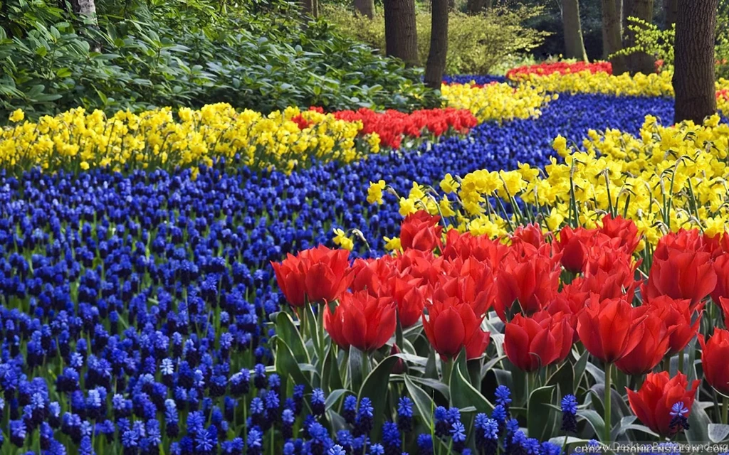 Spring Flowers Wallpapers Crazy Frankenstein