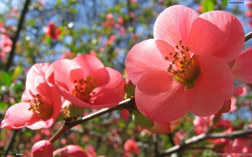 HD Quality Spring Flowers 7 Wallpapers Widescreen SiWallpapers 80