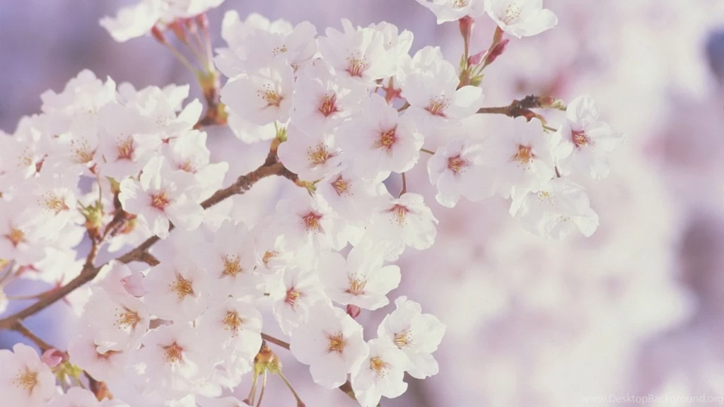 Spring Flowers Spring Wallpapers (22176495) Fanpop