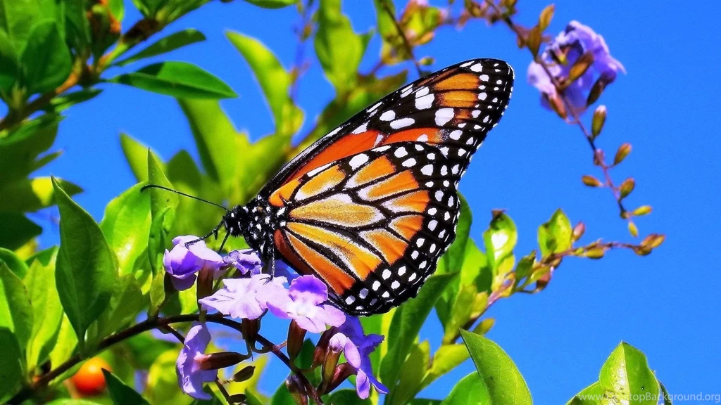 Spring Flower Wallpapers