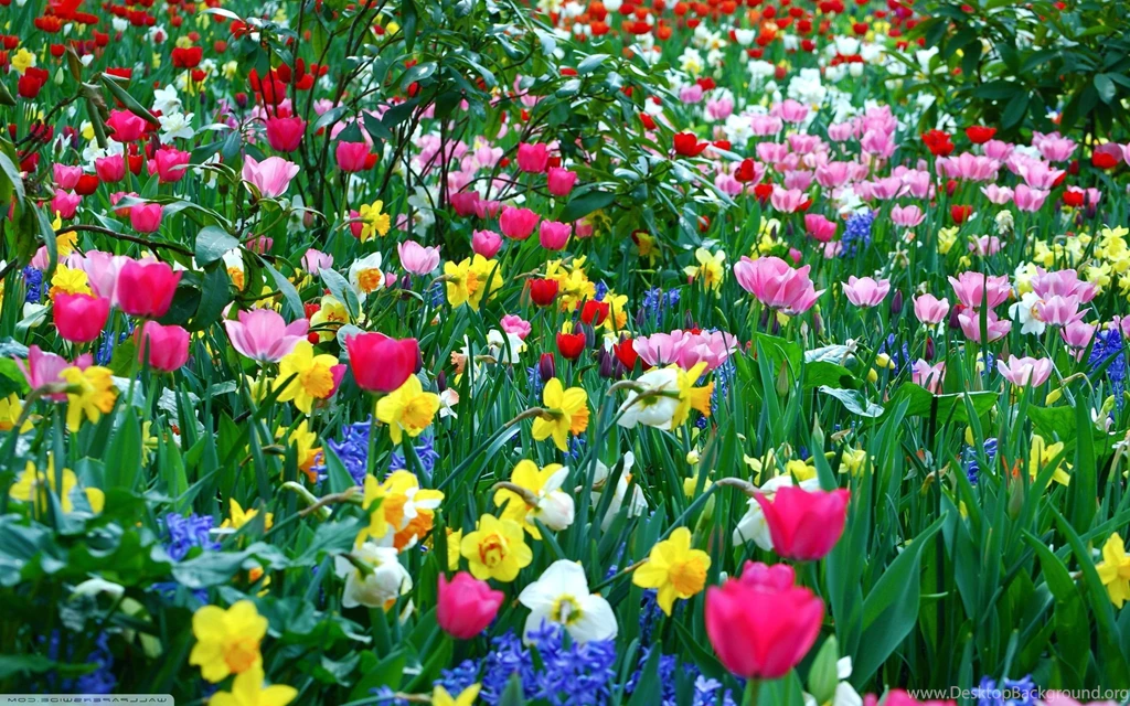 Spring flowers wallpaperflower wallpaper background hd desktop widescreen.jpg