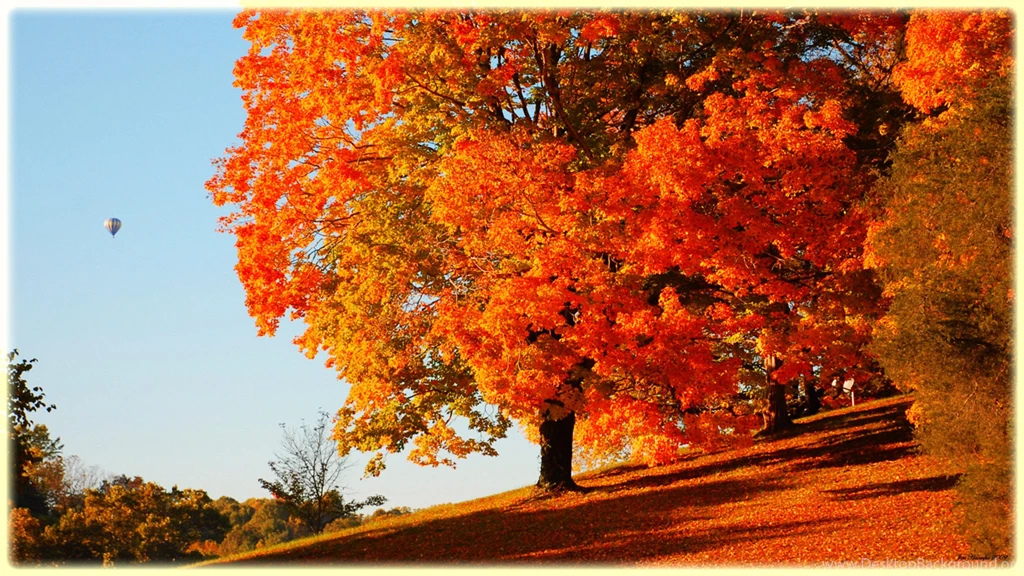 HD Quality Beautiful Autumn Tree Desktop Wallpapers 8 SiWallpapers ...