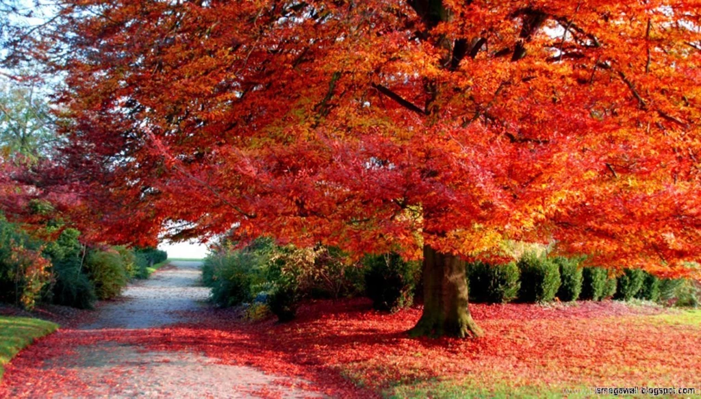 Autumn Desktop Wide Wallpapers