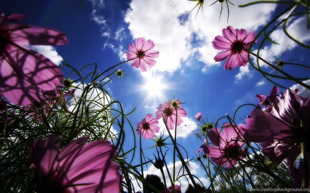 Top Pink Spring Images For Pinterest