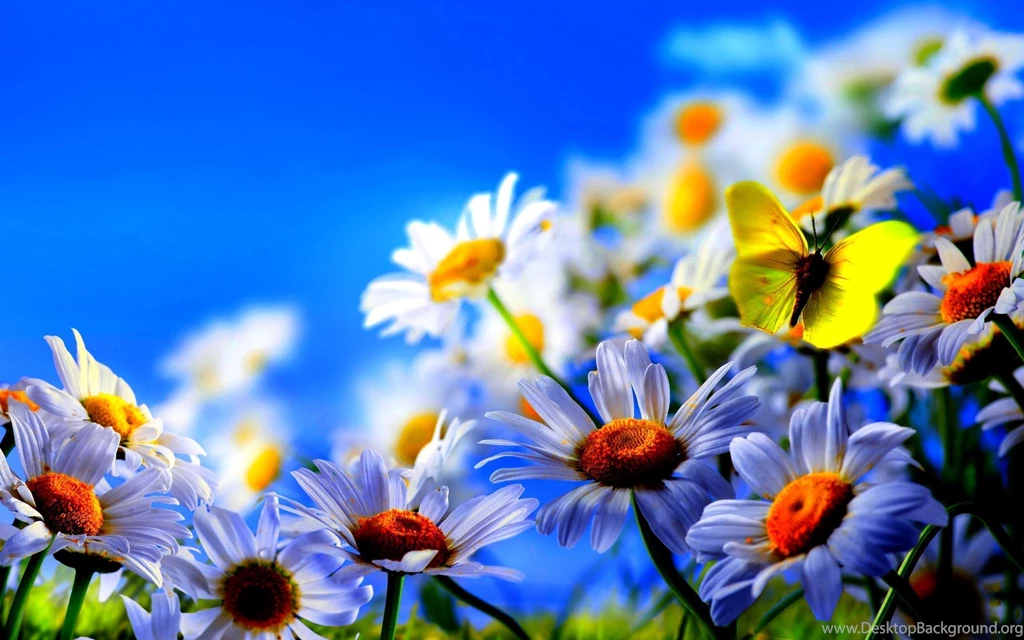 Spring Backgrounds Free Download