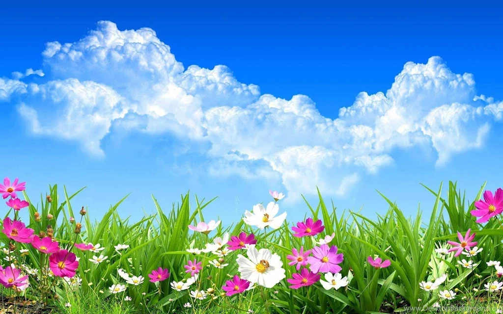 Wild Spring Flowers Wallpapers HD Download Of Spring Day