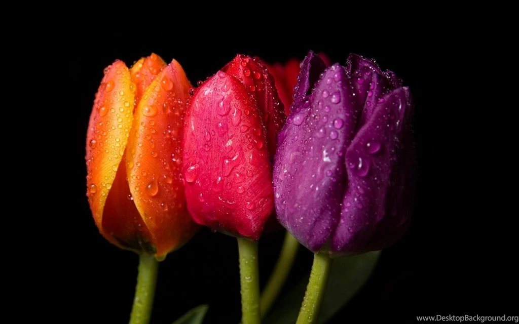 Spring Flowers On Black Backgrounds Free Beautiful Wallpapers ...