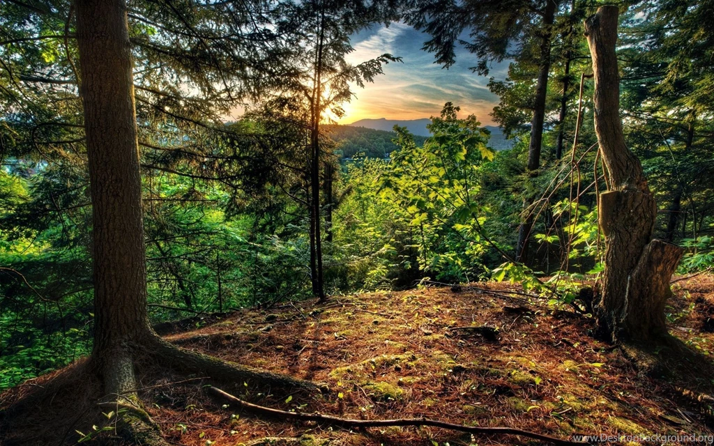 Super Hd Forest Sky Wallpapers 1920x1200px