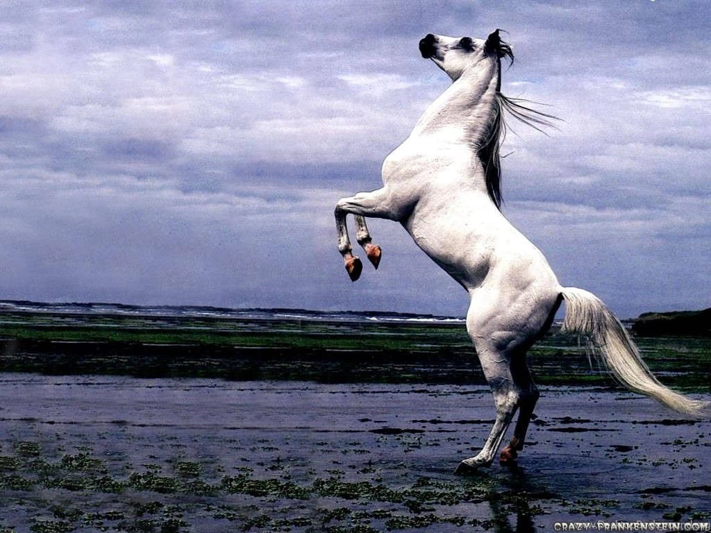 Horses Wallpapers Crazy Frankenstein