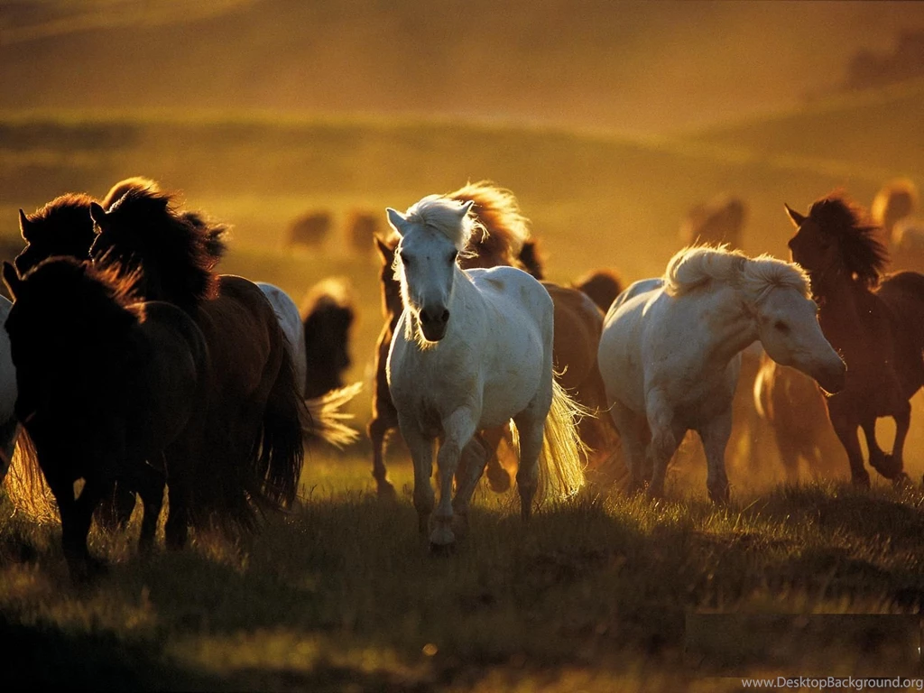 Wild Horses Wallpapers