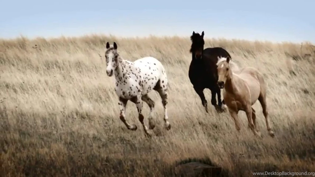 Appaloosa Horse Wallpapers
