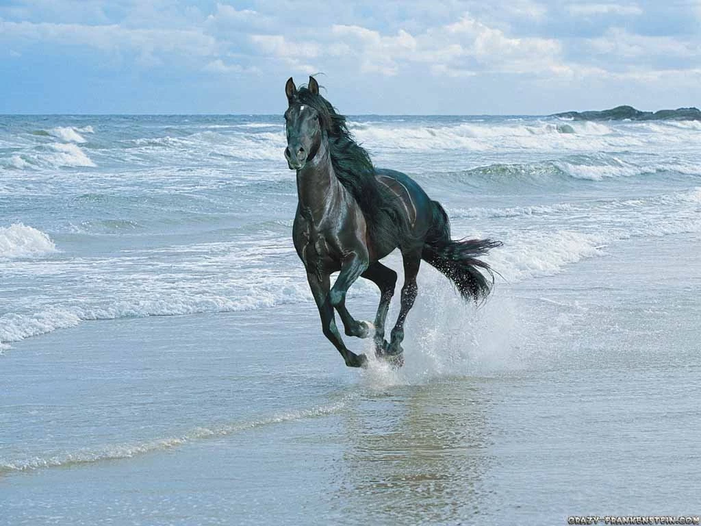 Horses Wallpapers Crazy Frankenstein
