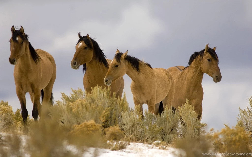 Horse Wallpapers Four Horses Wallpapers HD Wallpapers 95784