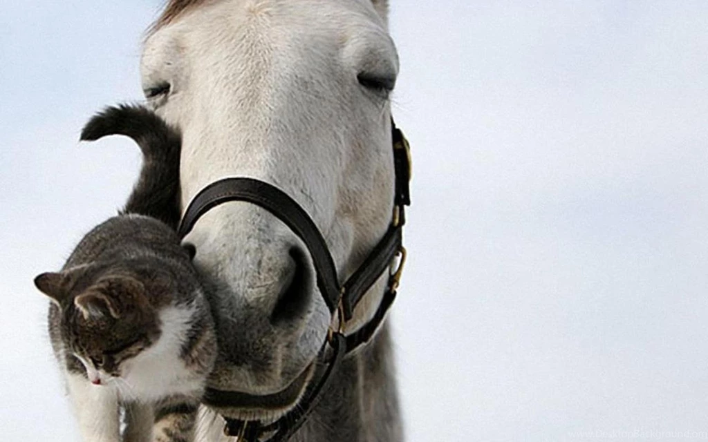 Beautiful Horse Horses Wallpapers (22410531) Fanpop