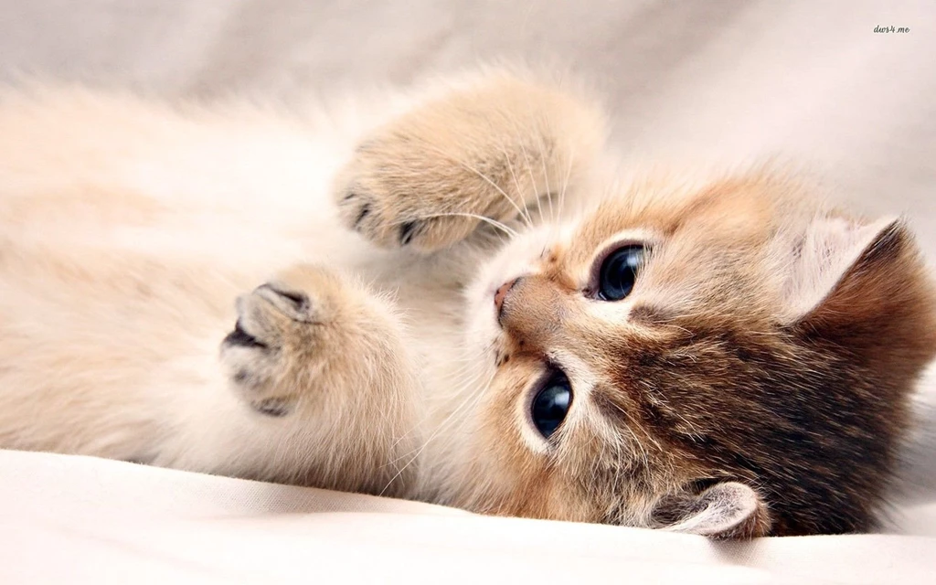 Kitten Wallpapers Animal Wallpapers