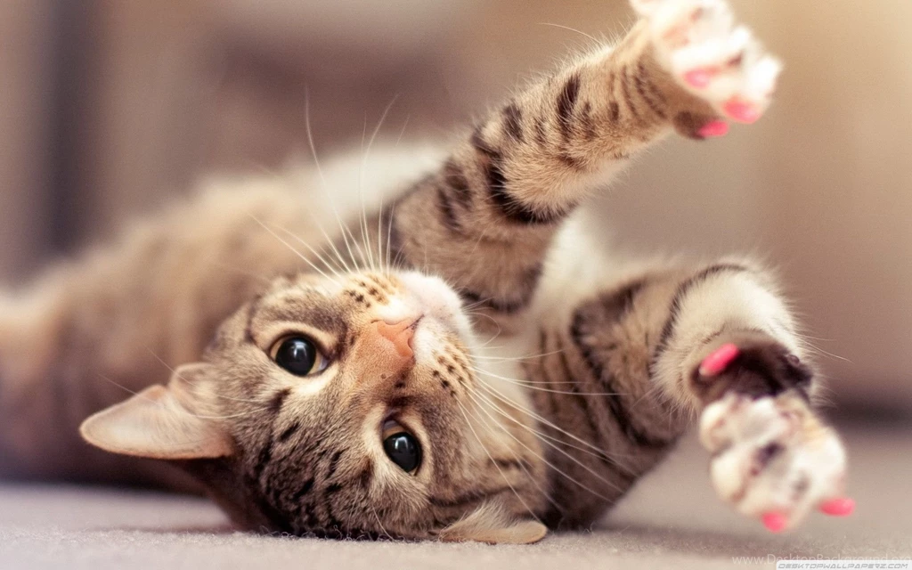 Cute Kittens Sleeping HD Wallpapers For Desktop Backgrounds Flickr ...
