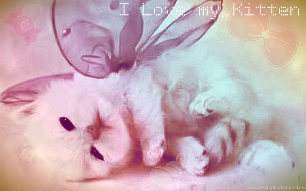 Cute Kitten Wallpaper kittens 16094693 1280 800 Photo By Sakoni111 ...