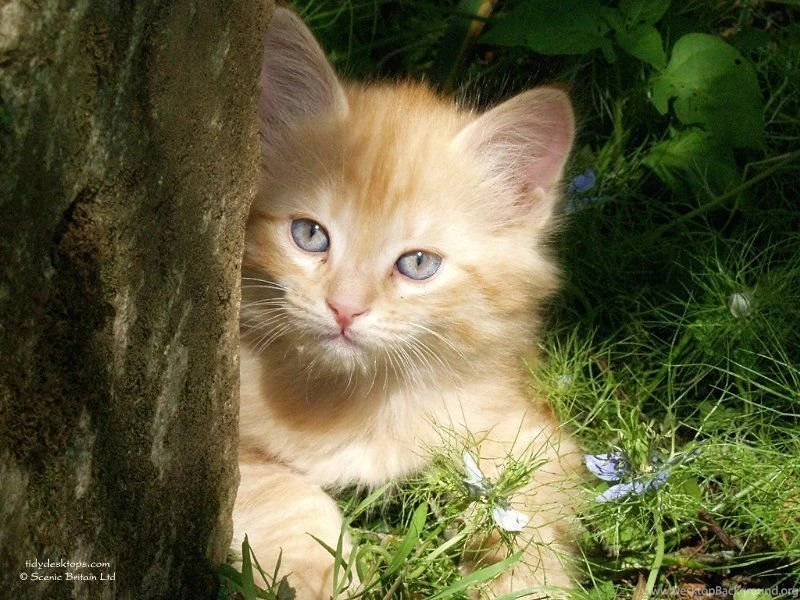 My Tiger Wallpapers Kittens Wallpapers (22154552) Fanpop