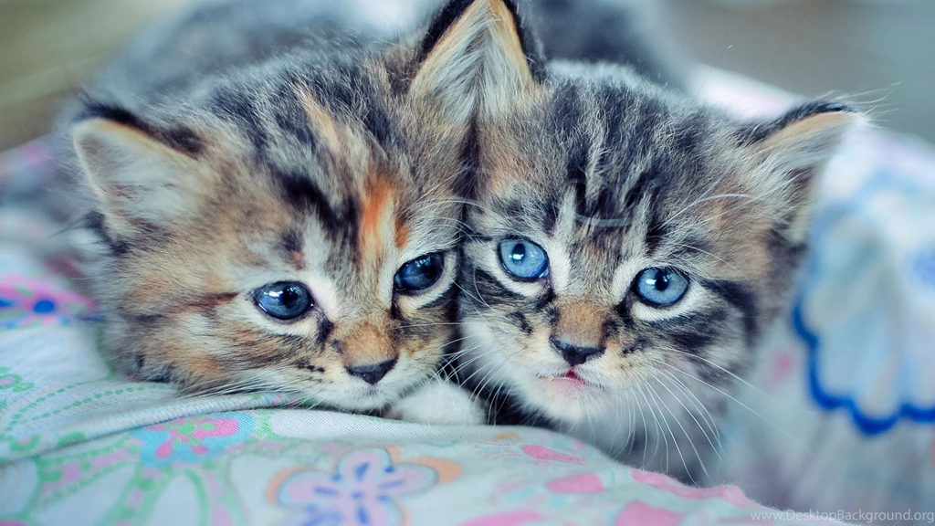 Download Wallpapers 3840x2160 Kittens, Couple, Down, Cute 4K Ultra ...